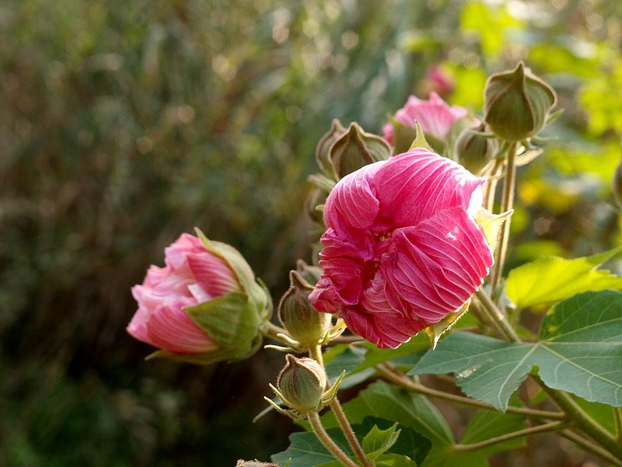 芙蓉花