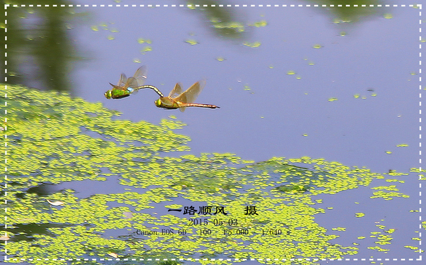【蜻蜓交尾视觉:〔碧伟蜒、杜松蜓、霜白蜒〕
