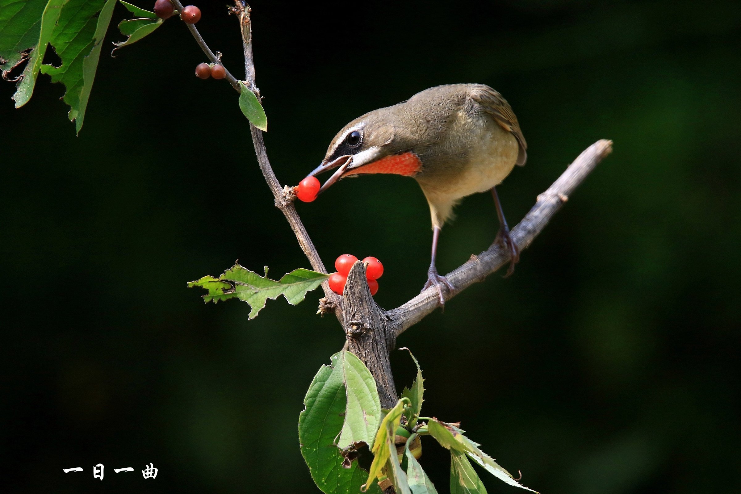鸟红喉歌鸲吃红豆全过程
