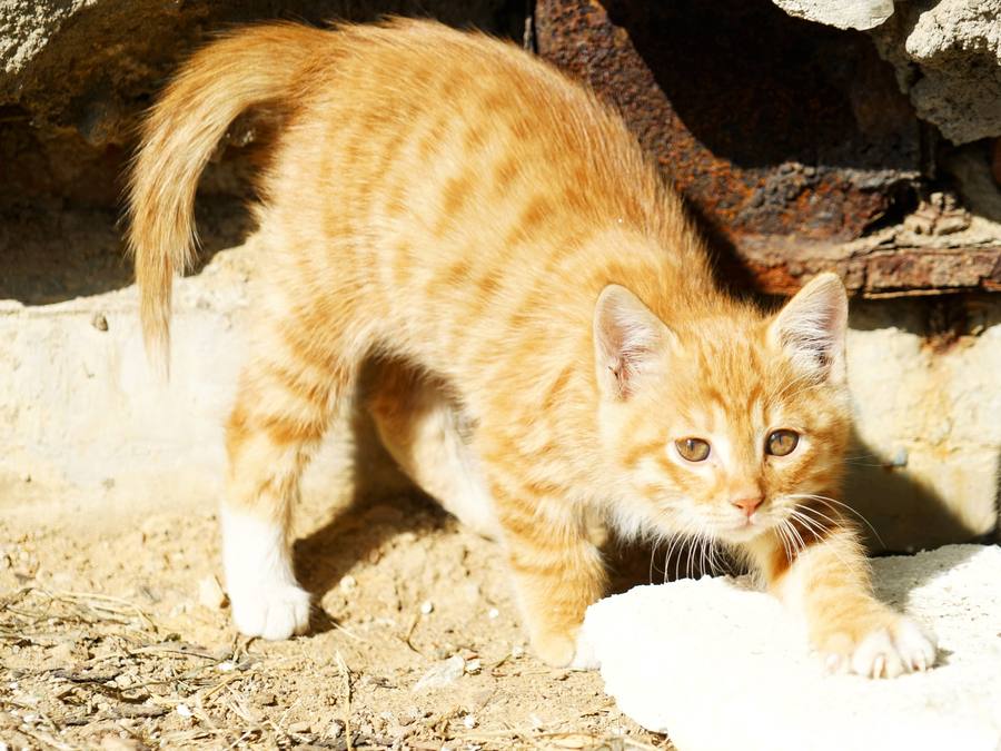 【A7R 小区流浪猫--小猫摄影图片】生态摄影