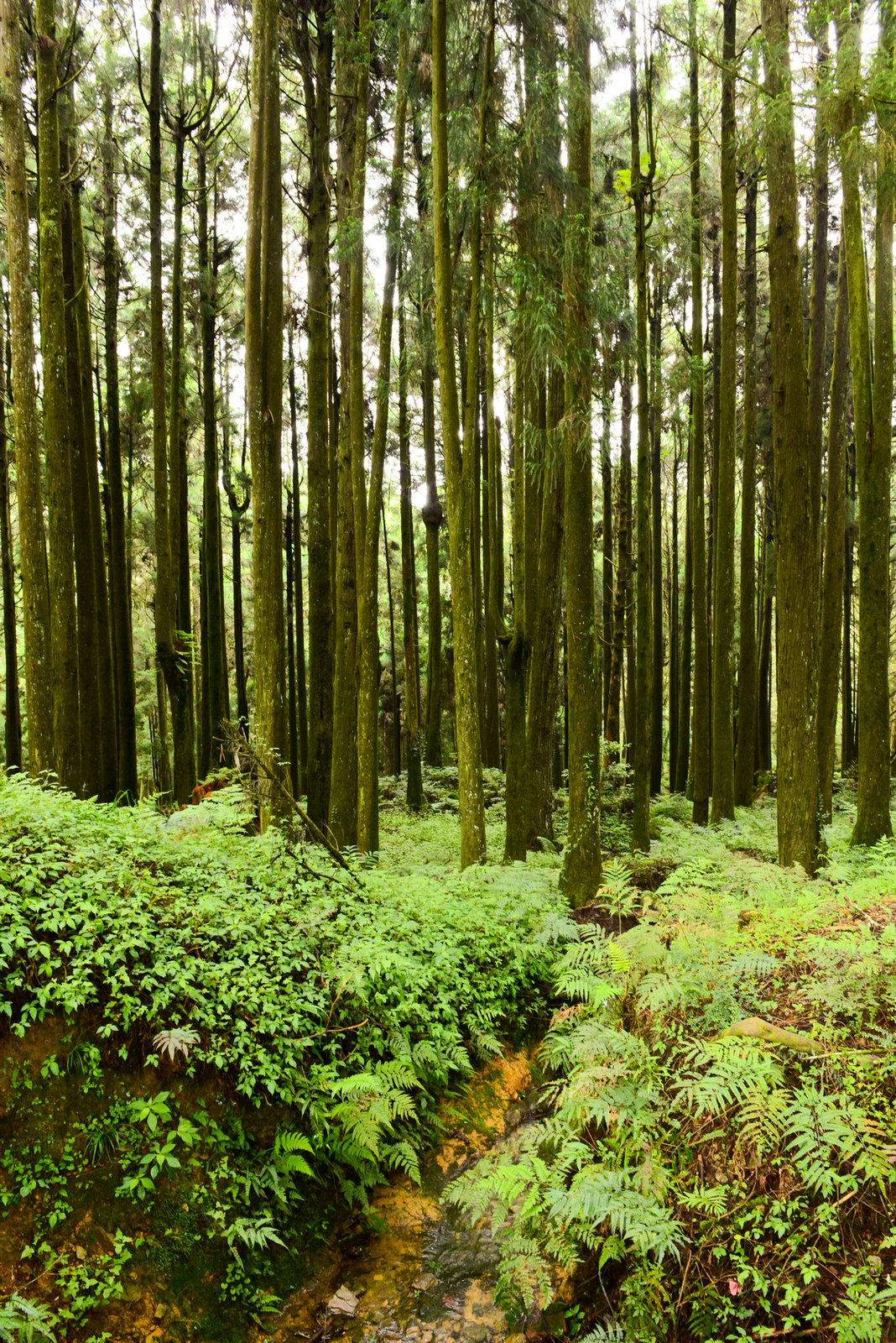 森林阶梯小道绿色养眼高清手机壁纸