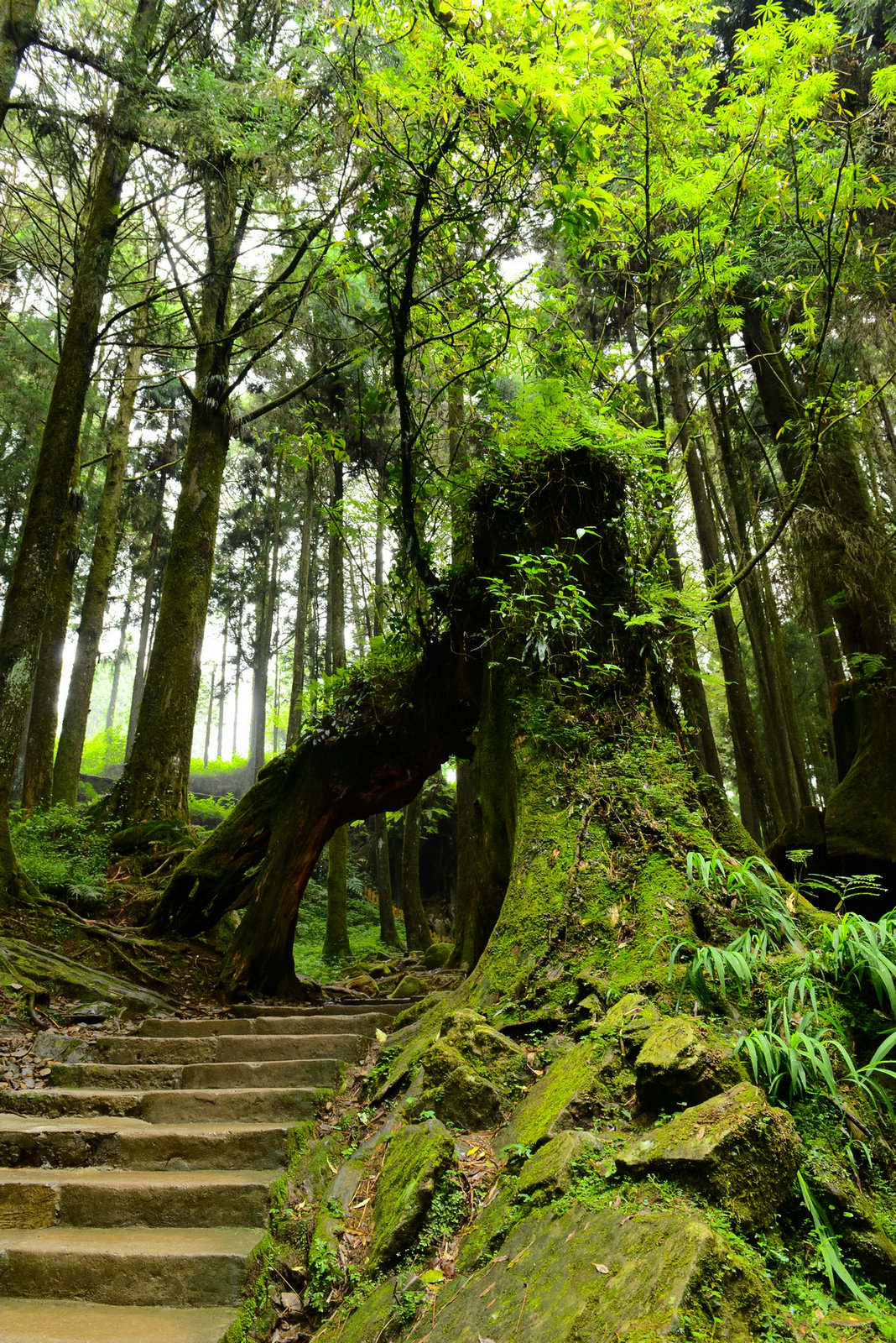 【阿里山原始森林如诗如画摄影图片】风光摄影_qz24412244_太平洋电脑网摄影部落