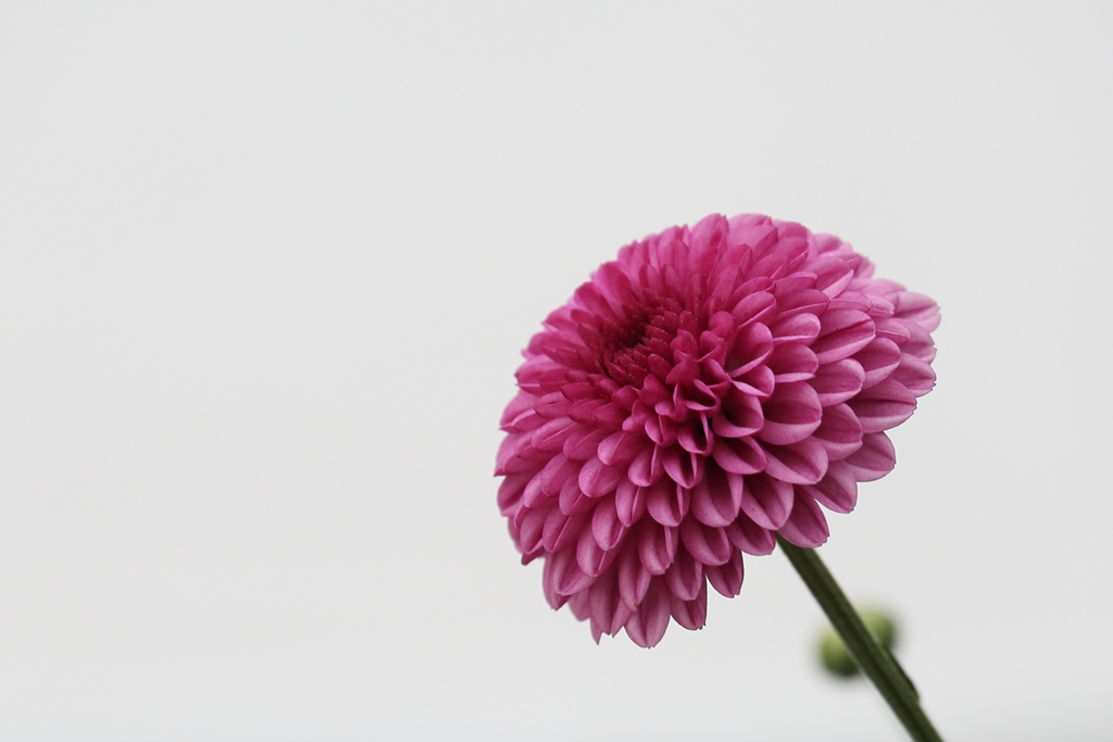 小菊花