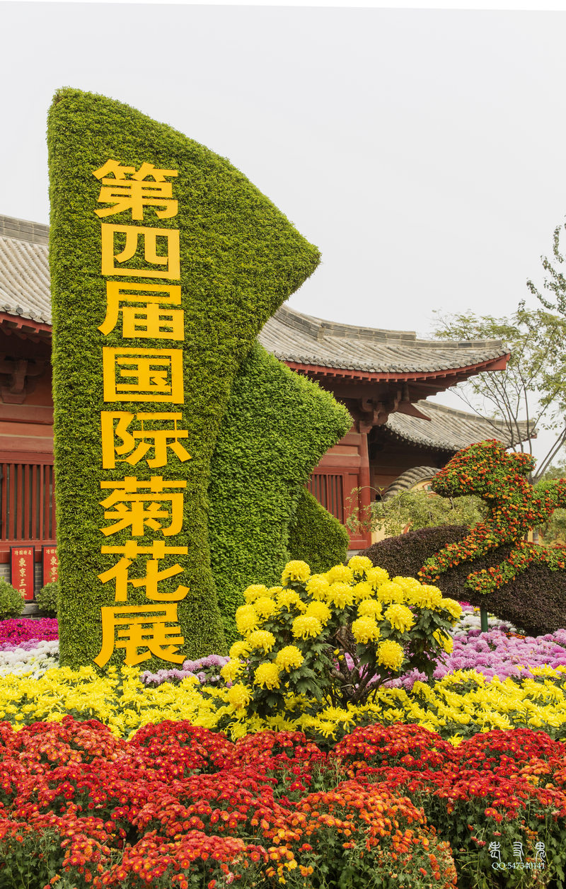 开封菊展掠影