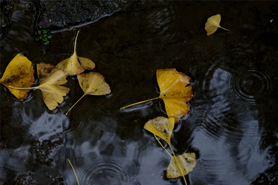 秋雨 秋叶 秋水 秋风.