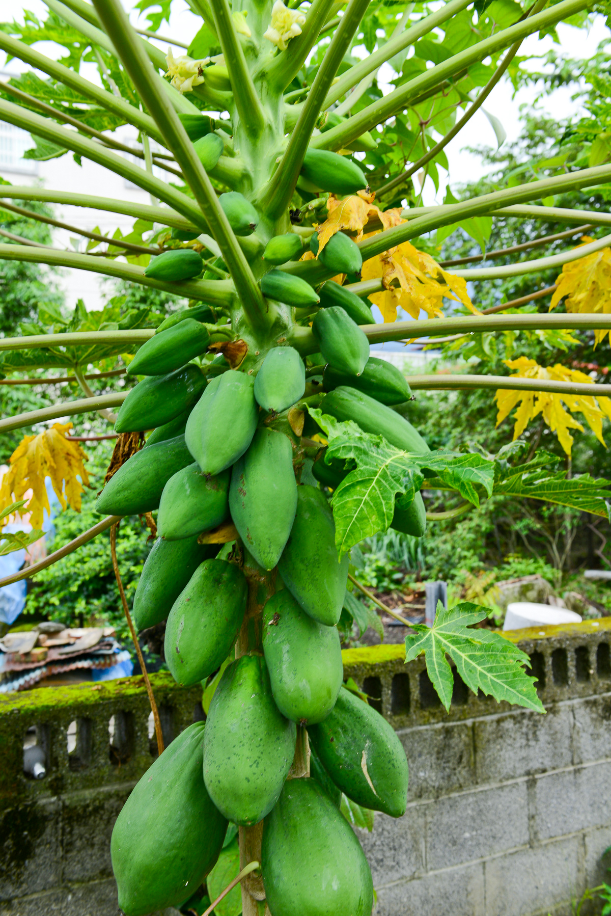 台湾的木瓜