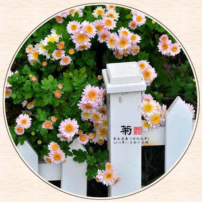 ===小雏菊====