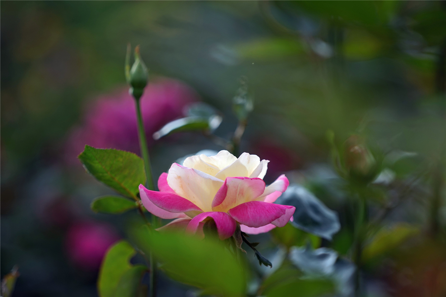粉月季(蔷薇/玫瑰)的象征代表:初恋,优雅,高贵,感谢.