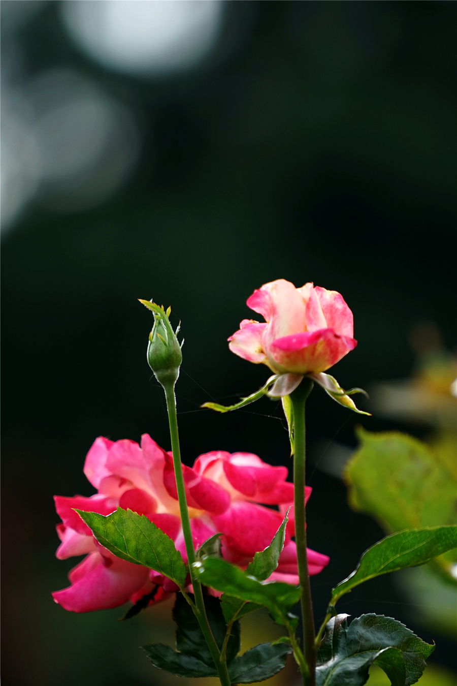 粉月季(蔷薇/玫瑰)的象征代表:初恋,优雅,高贵,感谢.