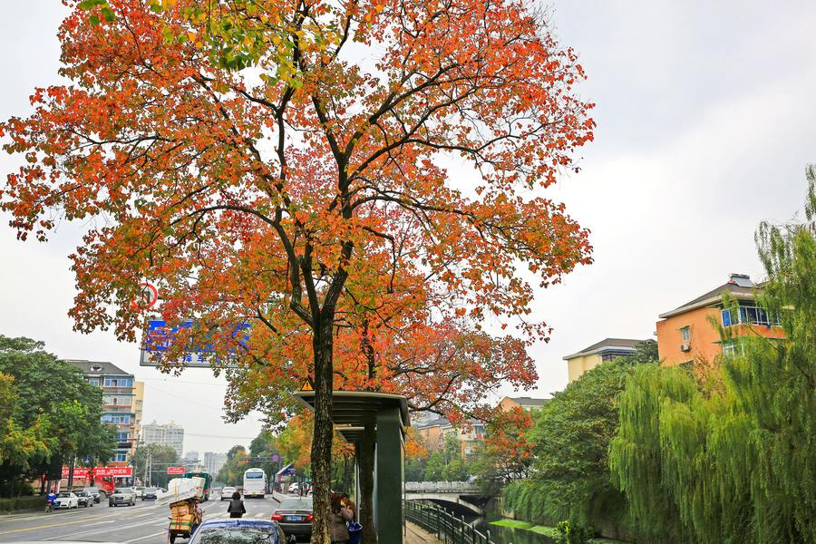 【杭州最漂亮的秋色街道摄影图片】风光旅游摄