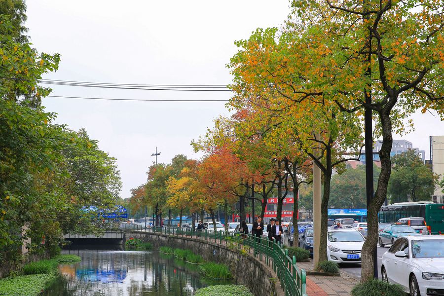 【杭州最漂亮的秋色街道摄影图片】风光旅游摄