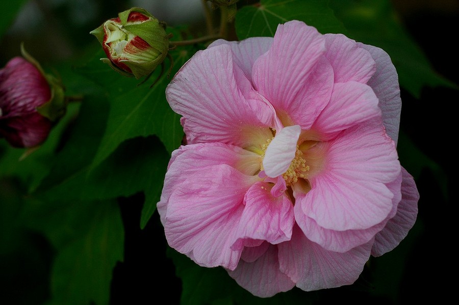 木槿花