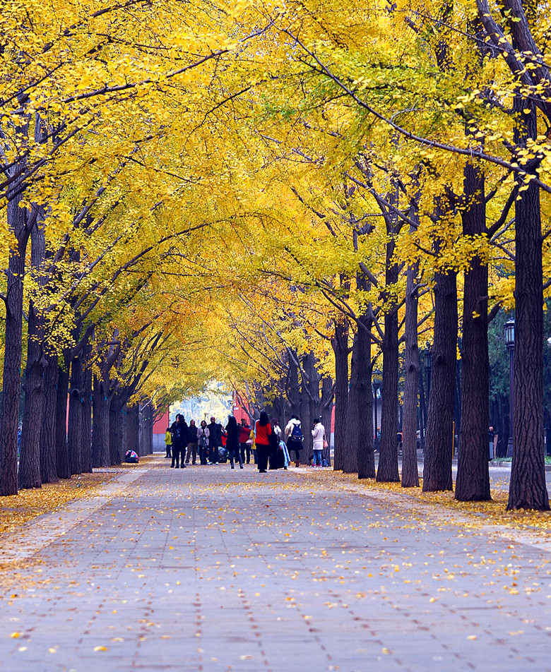 北京地坛公园银杏