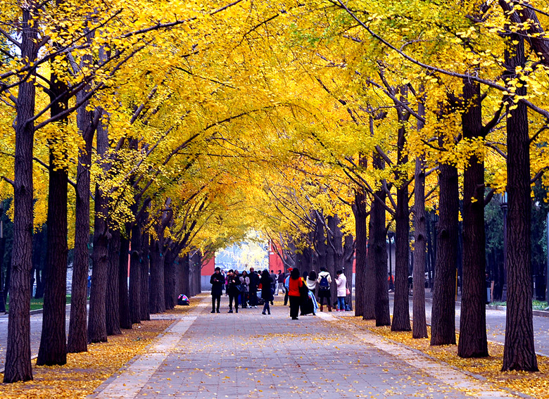 北京地坛公园银杏