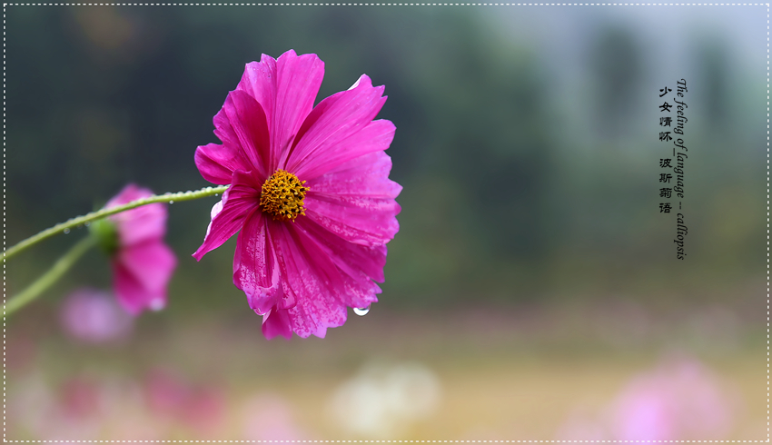 【雨润波斯菊摄影图片】生态摄影_太平洋电脑网摄影部落