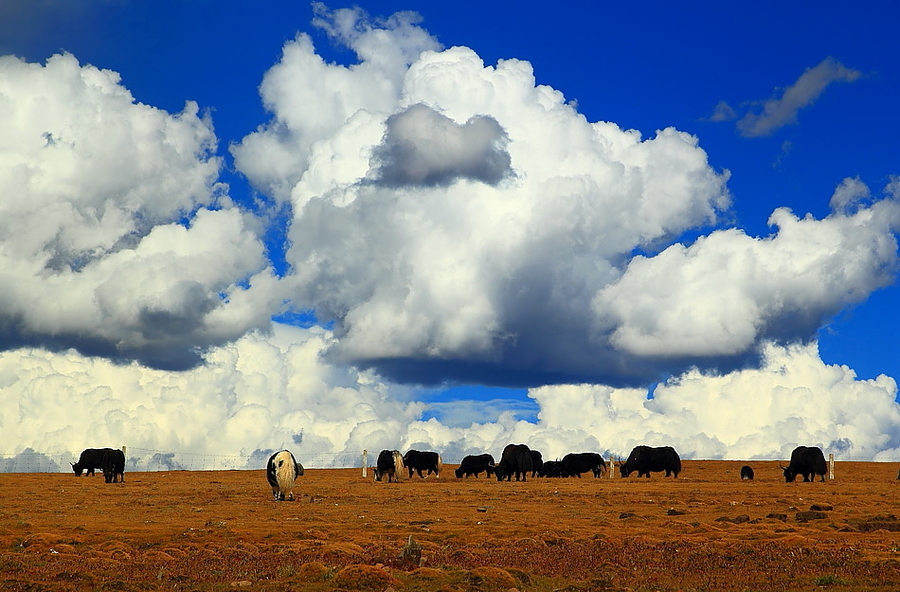 【云朵下的牦牛(进藏七)摄影图片】生态摄影_太平洋电脑网摄影部落