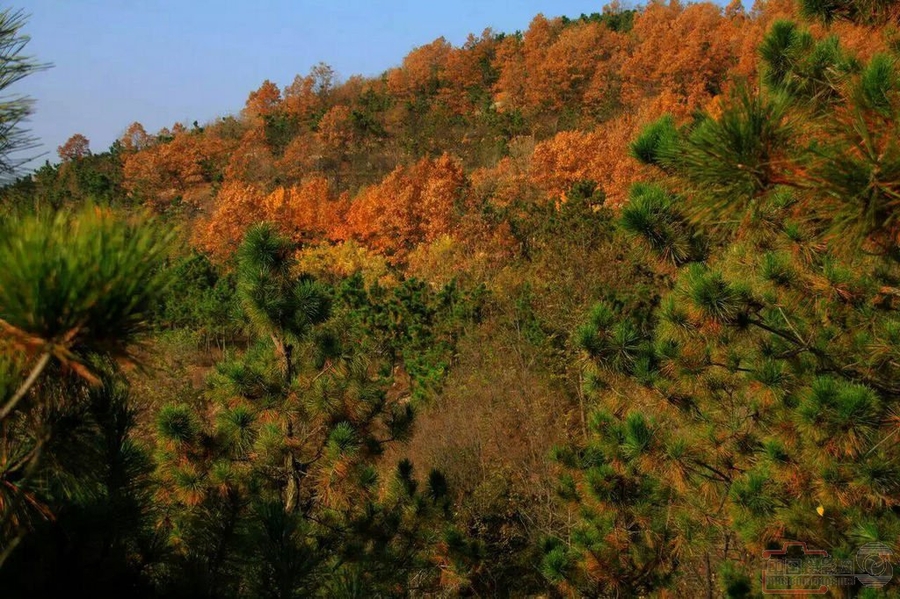 晚秋的山林层林尽染--山东海阳