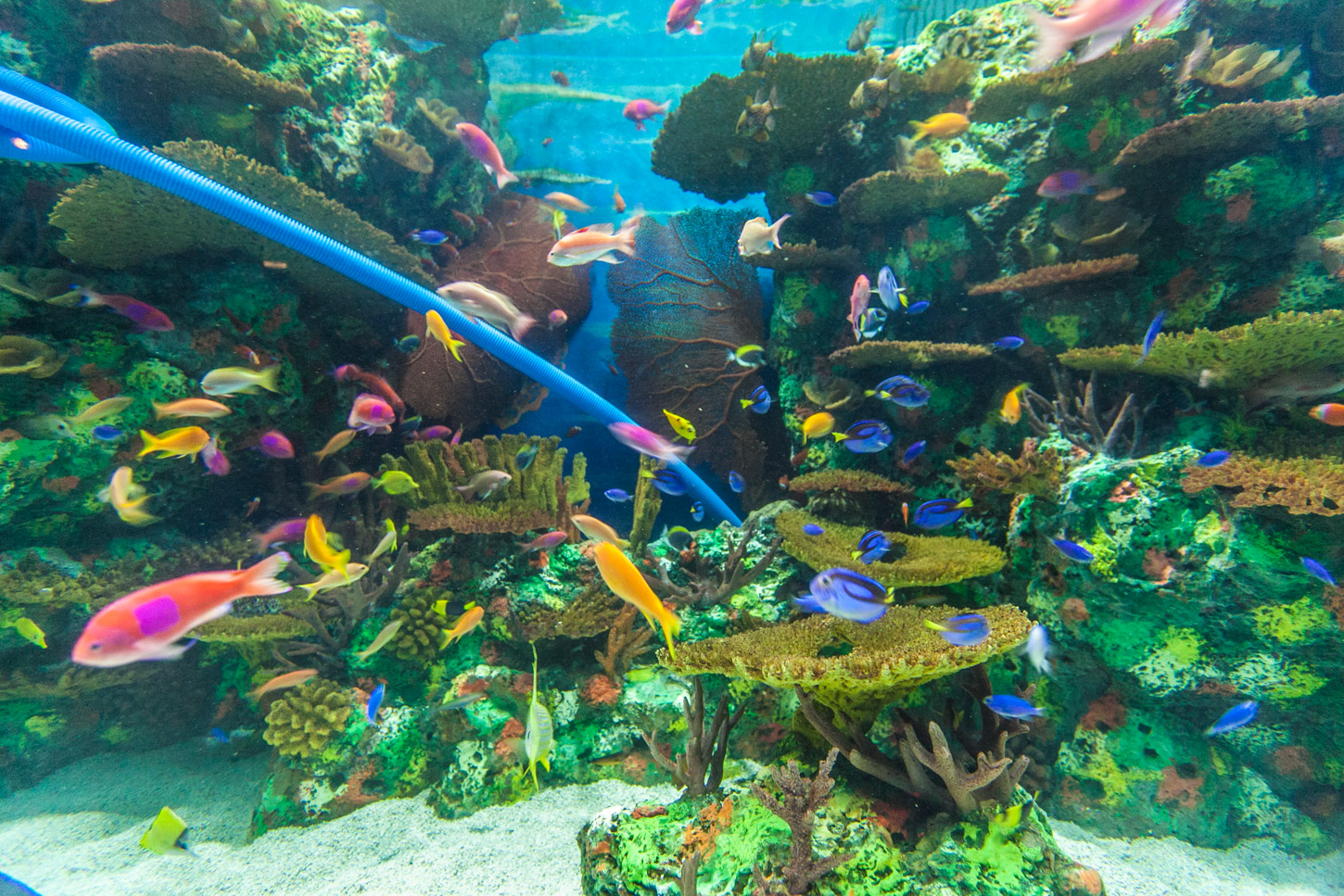 上海海洋水族馆 6