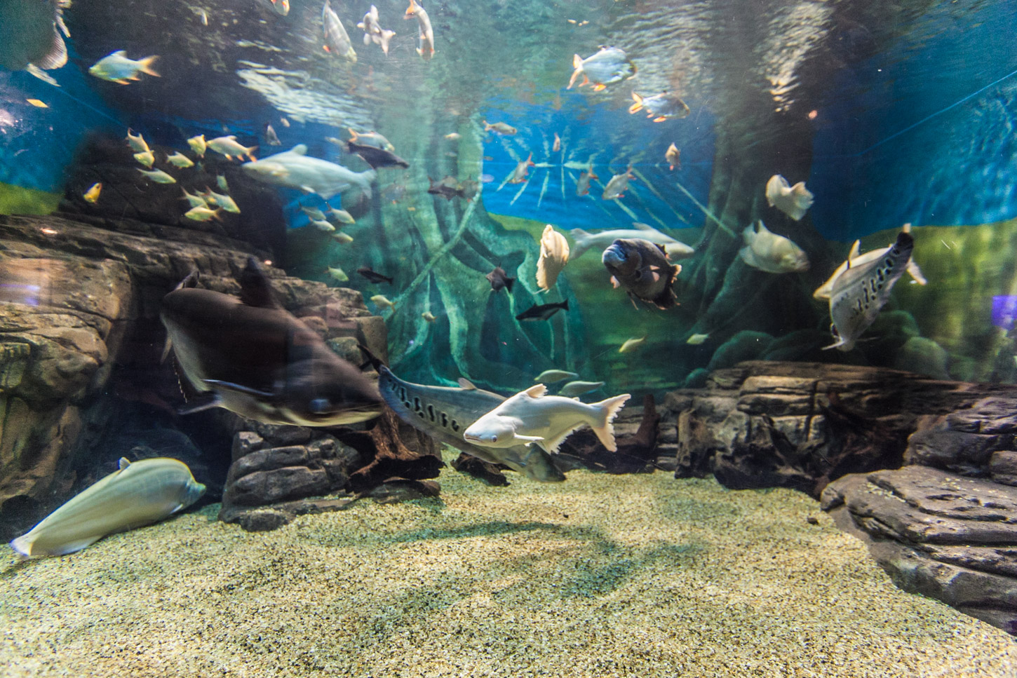 上海海洋水族馆 6