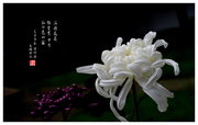 秋菊——重庆园博园