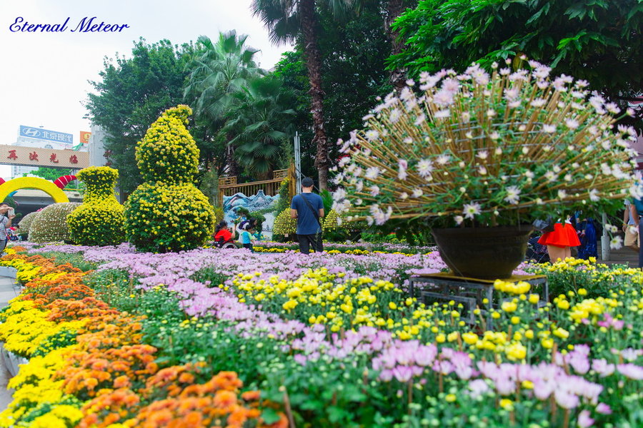 2015第56届羊城菊花展览会随拍 (共p)