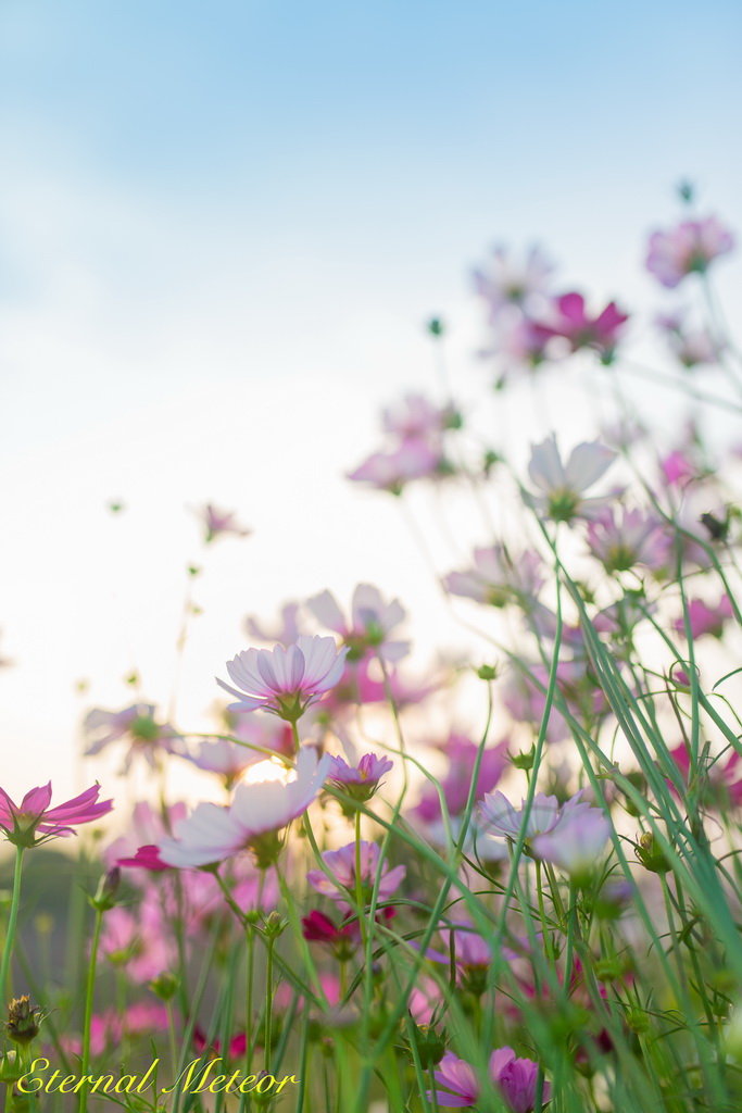 波斯菊花海