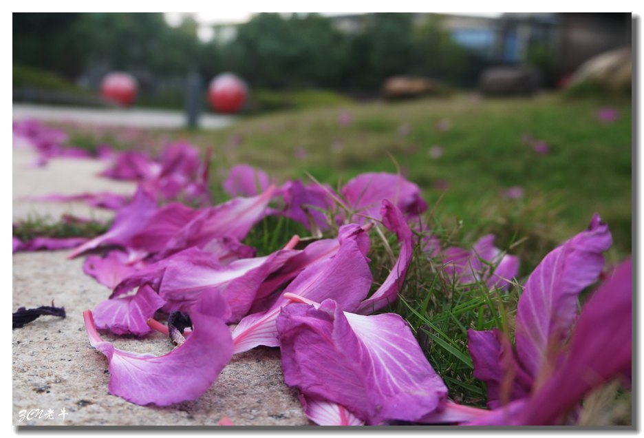 花落无情