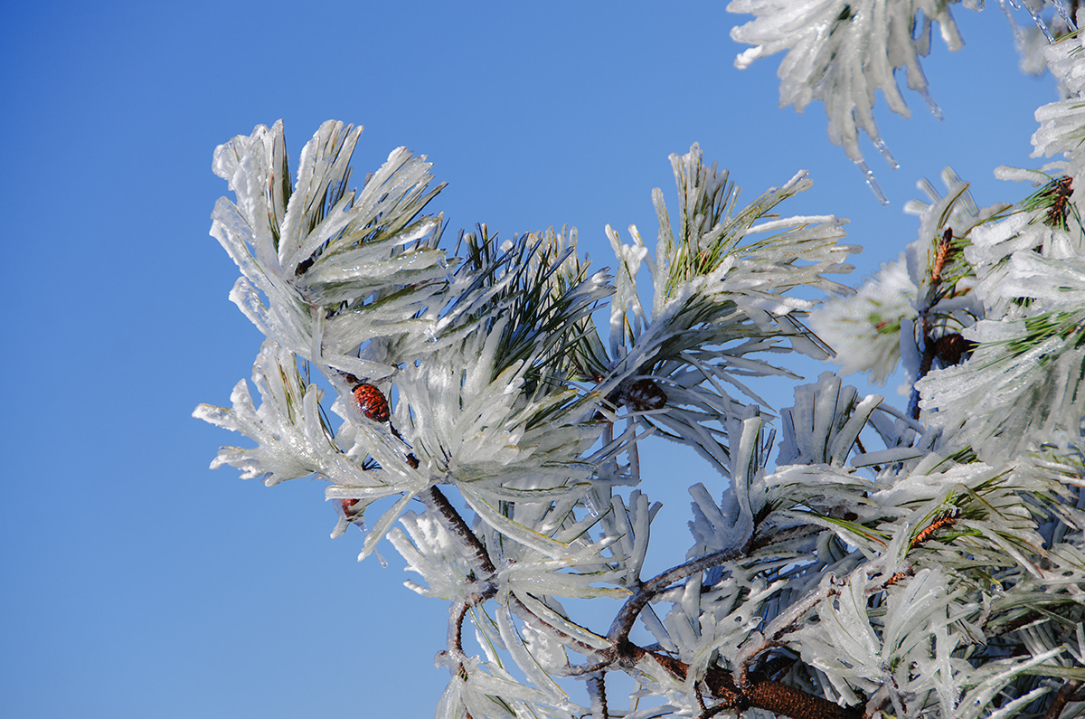 雪景与树挂