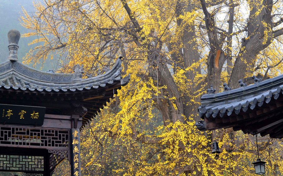 古观音禅寺千年银杏