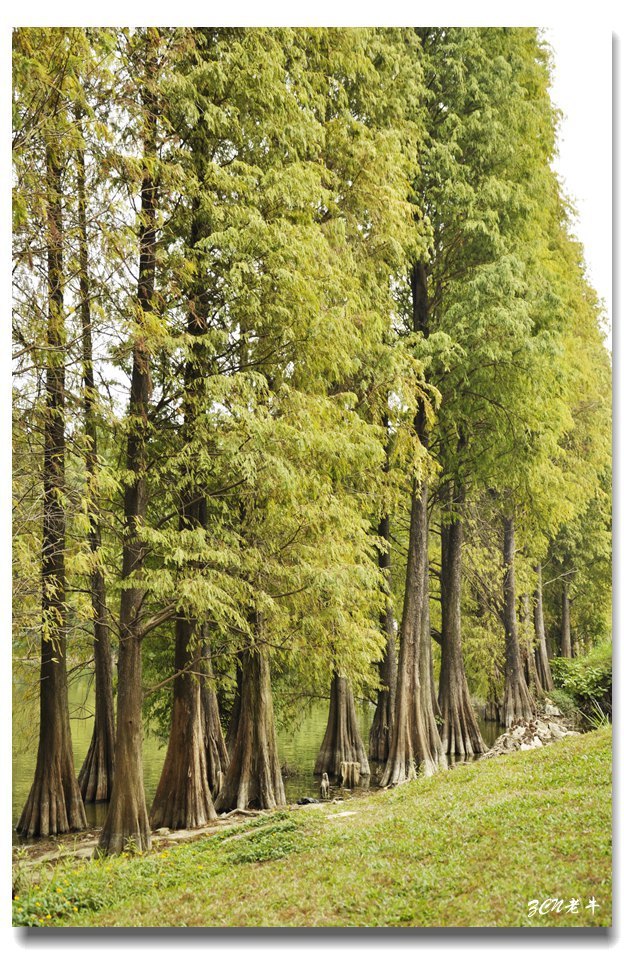 华南植物园树木篇-落羽杉(一(共p)