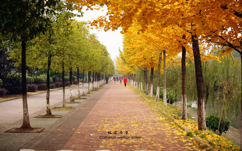 【校园里的银杏树… 〔三峡大学〕摄影图片】
