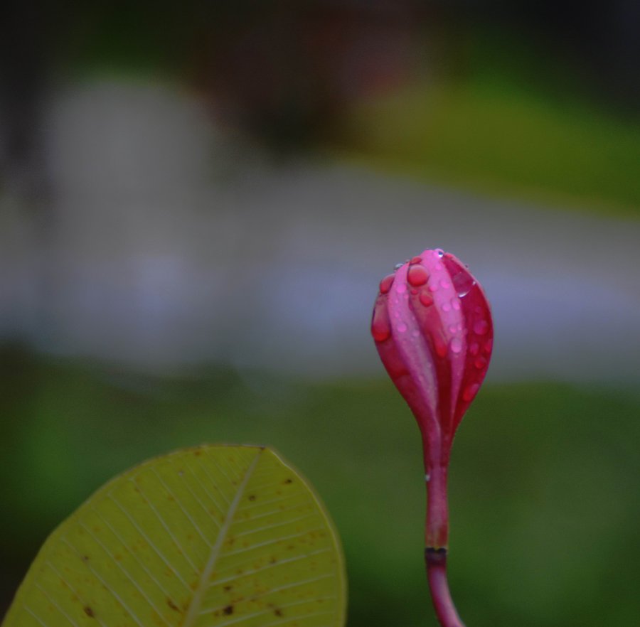 花与泪诉说