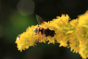 近拍蜂花