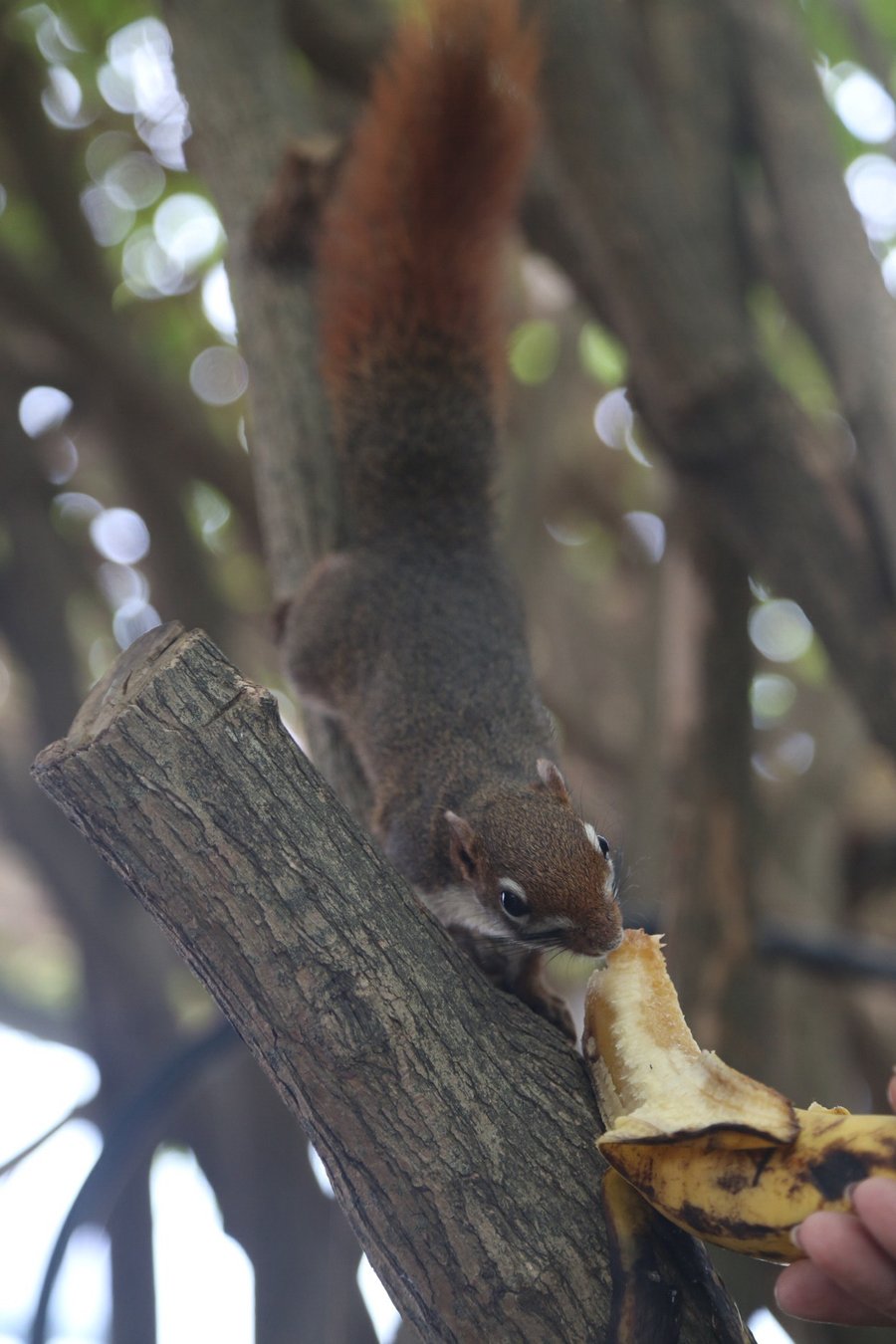 【十一畅游泰国苏梅岛摄影图片】风光旅游摄影