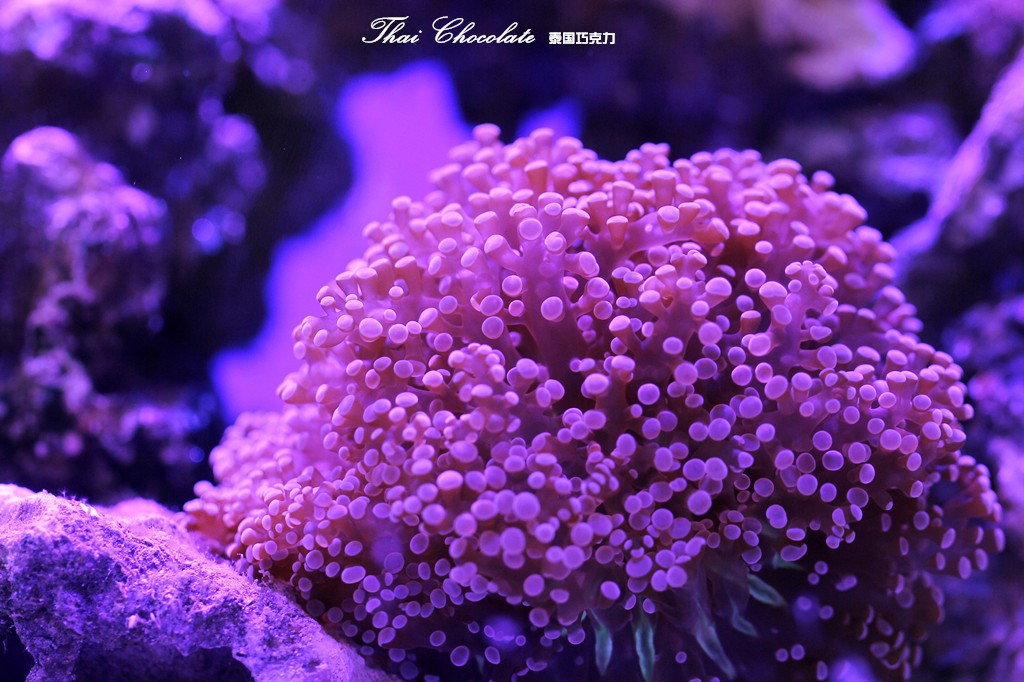 海底花卉