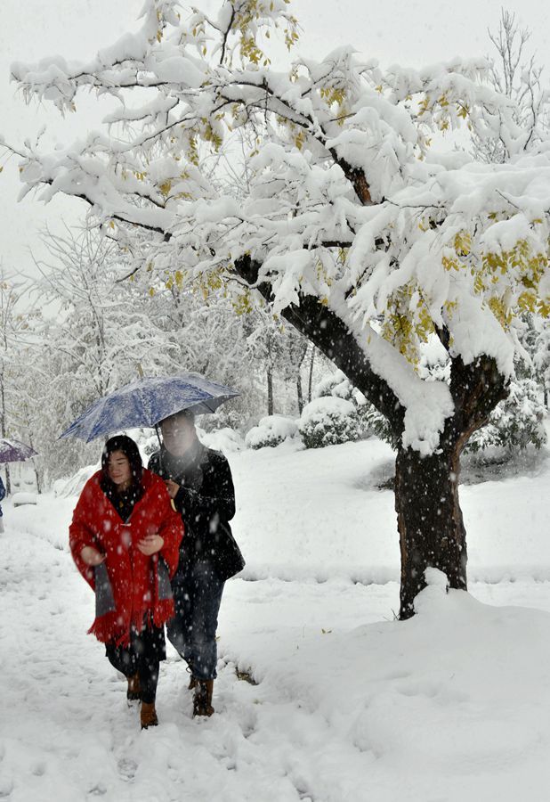 雪中情