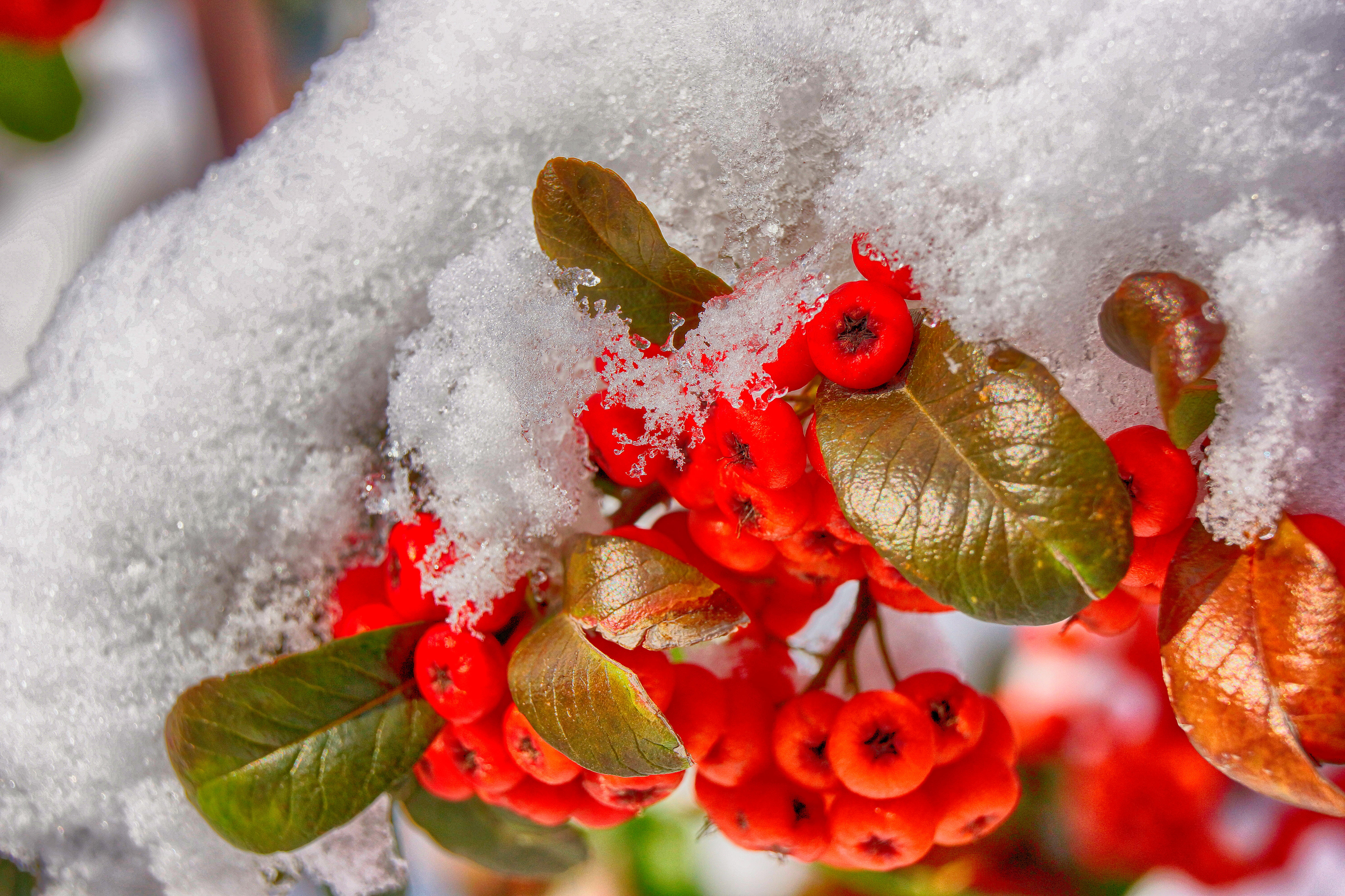 红果卧雪