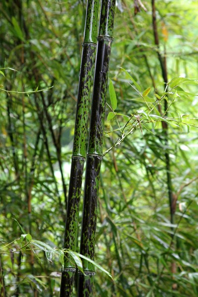 竹的品种