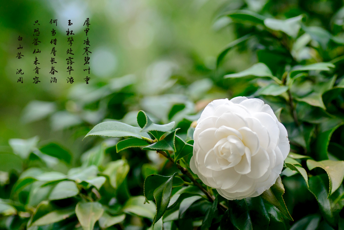 茶花摄影2