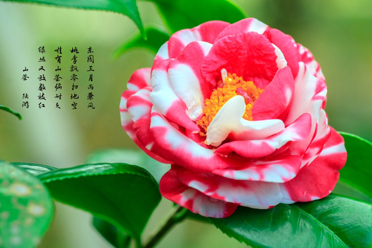 茶花摄影2