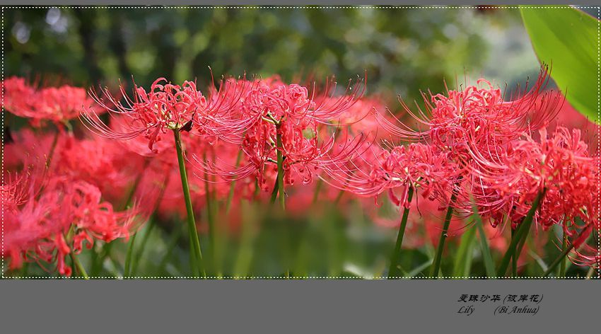 曼珠沙华 (彼岸花)
