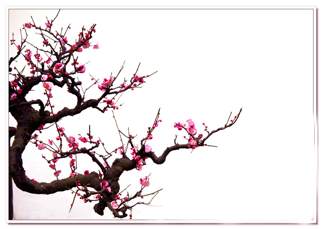 红梅花开迎新春