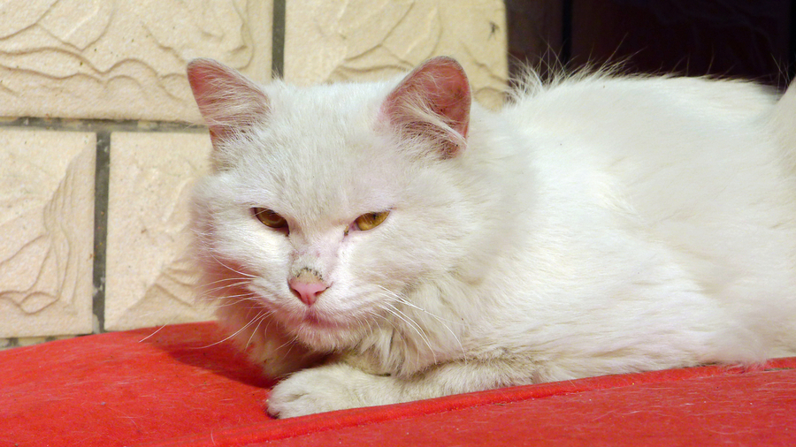 躲在角落里的野猫子