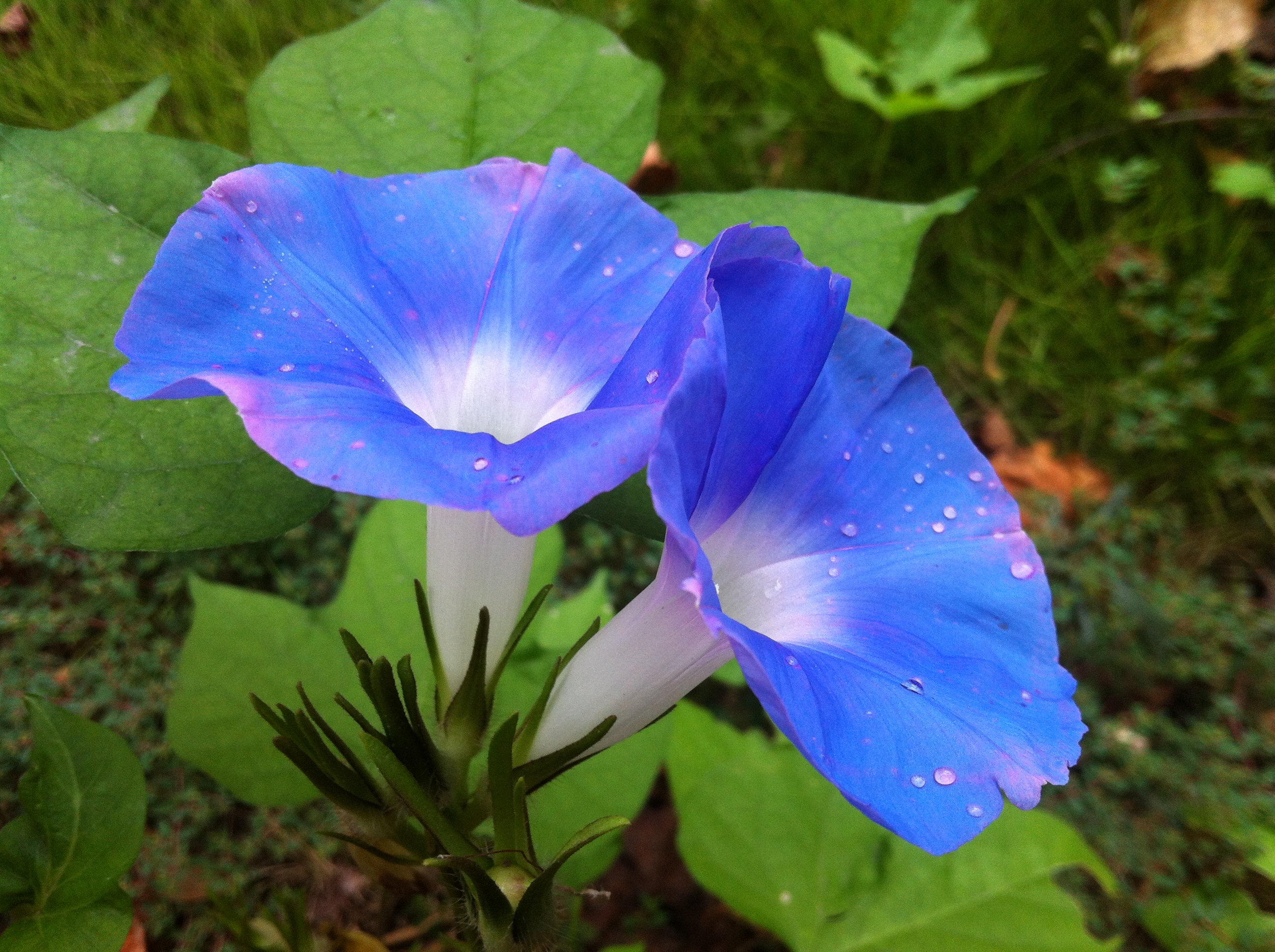 蓝色牵牛花