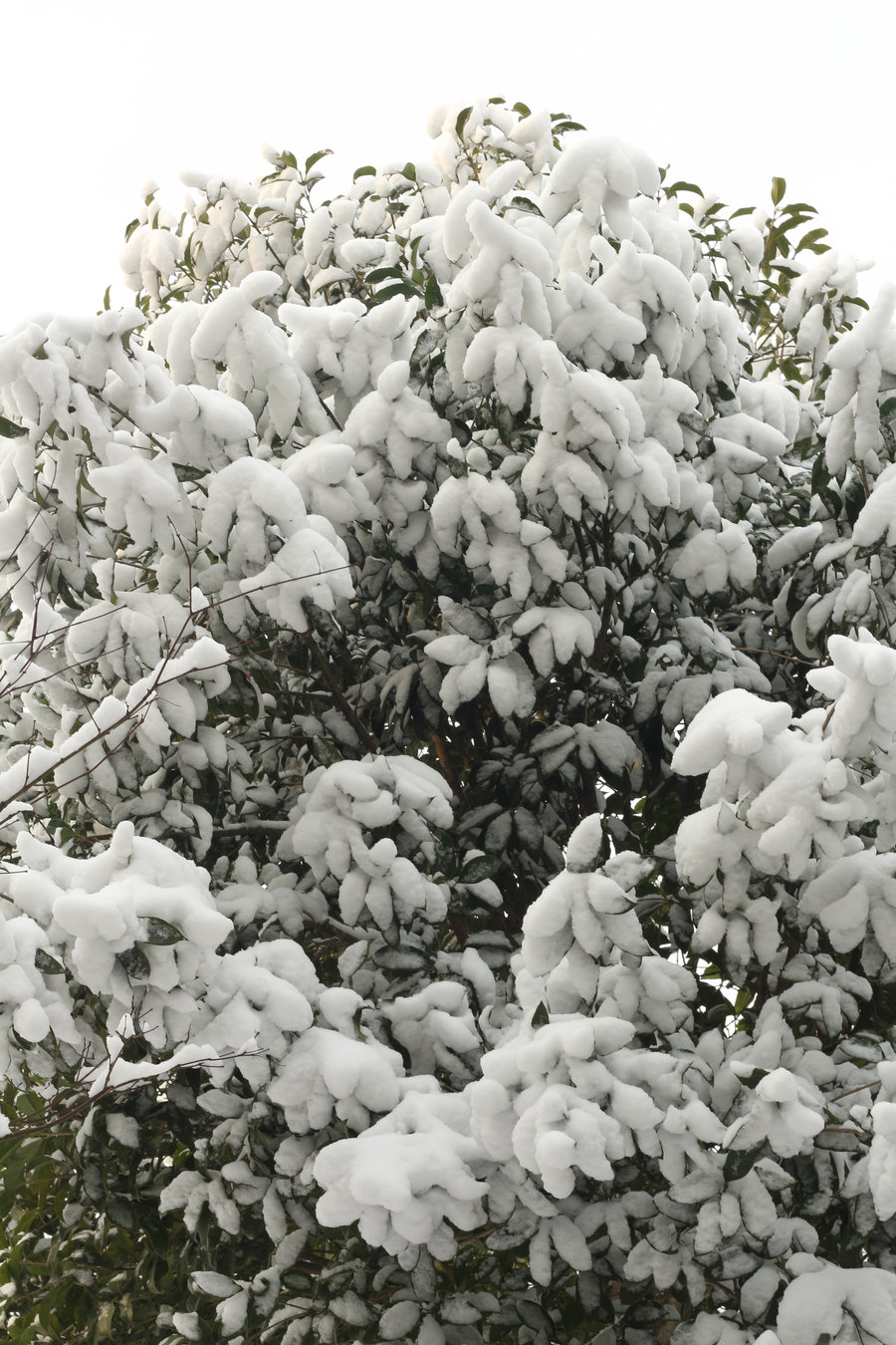 南方的大雪,一点不比北方少