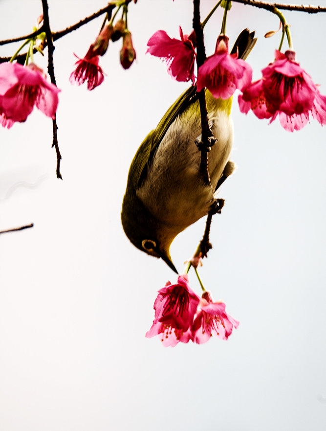 立砉拍花鸟