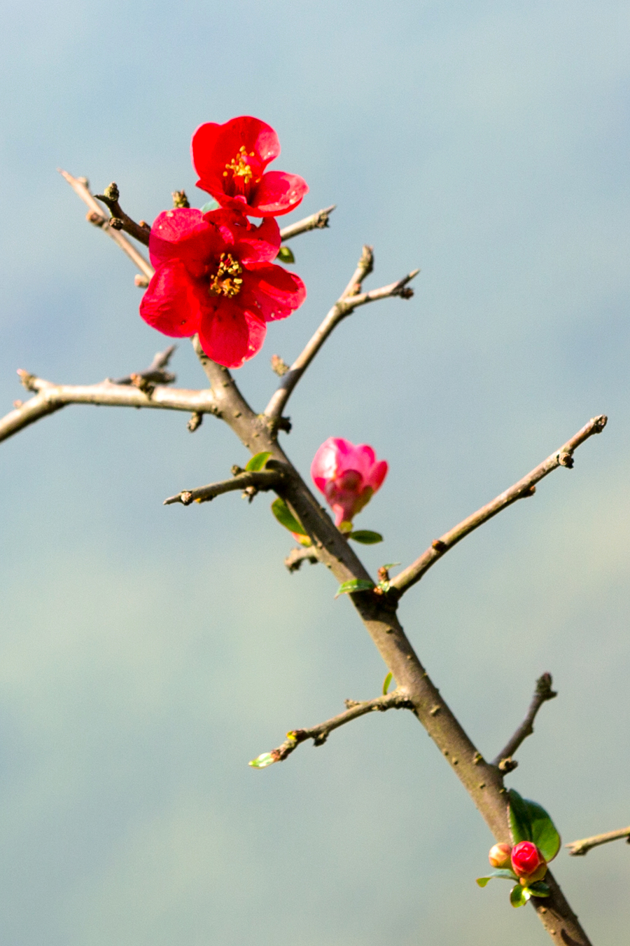 春暖花开