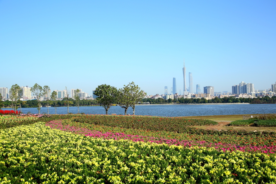 【广州海珠湖公园美景迎新春摄影图片】风光旅