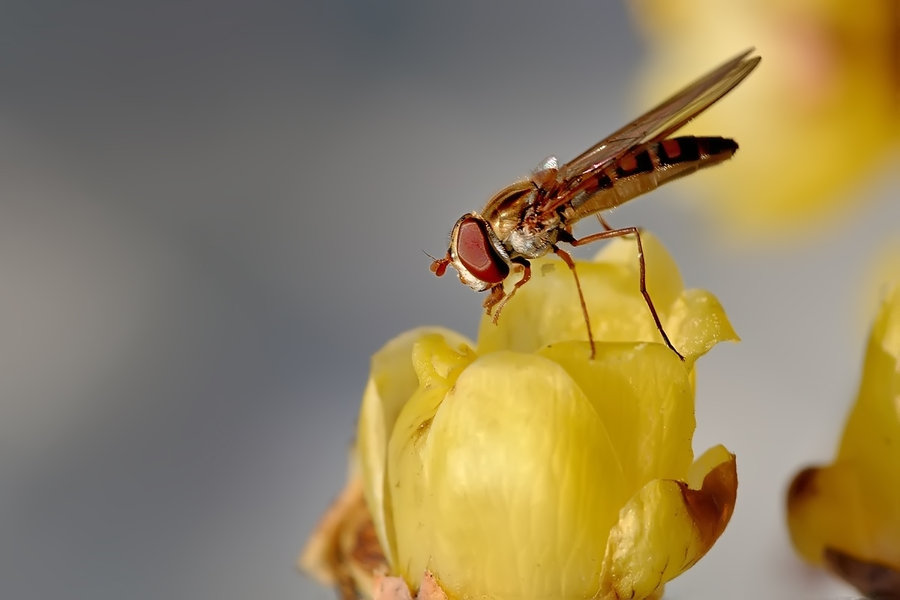 【食蚜蝇辞旧 小蜜蜂闹春摄影图片】生态摄影