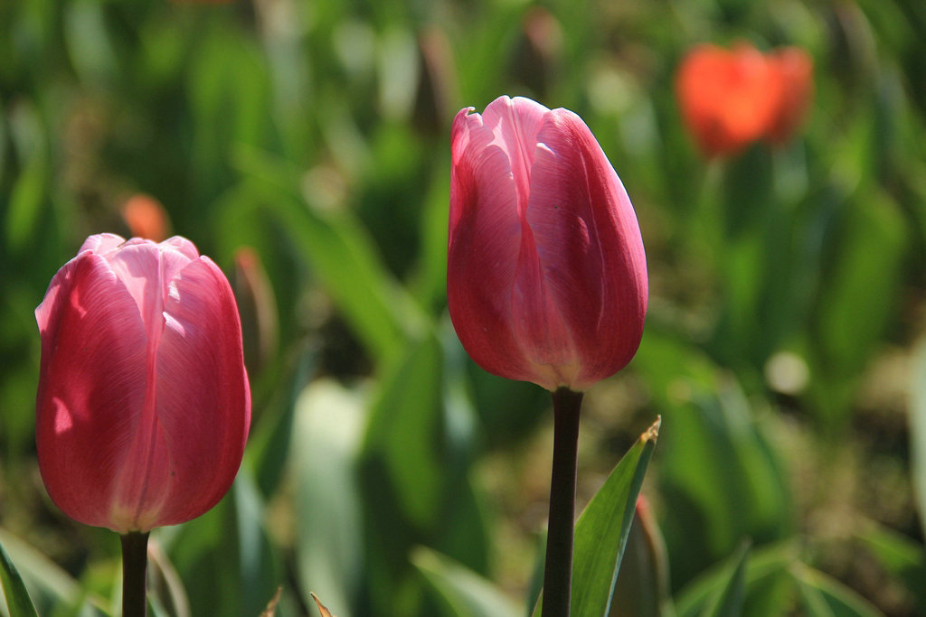 郁金香花